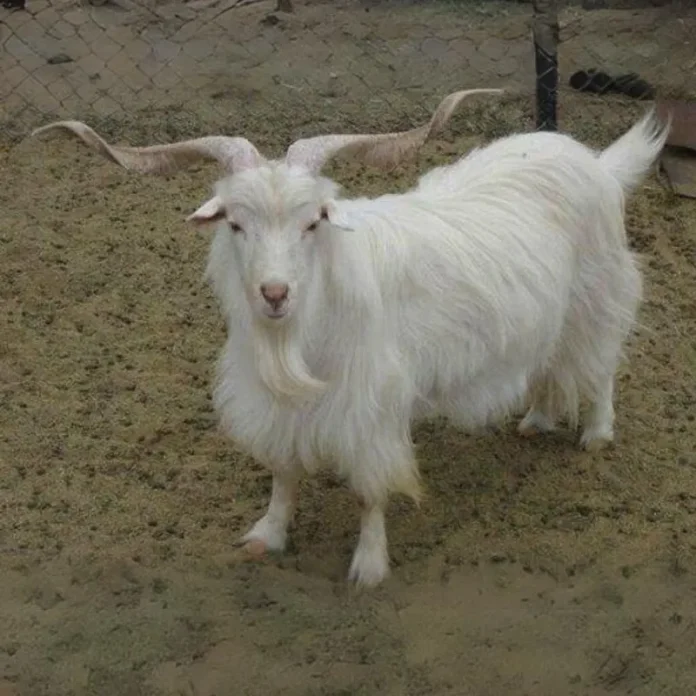 Changthangi Goats