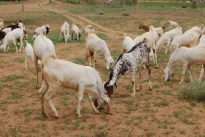 Feeding of Goats