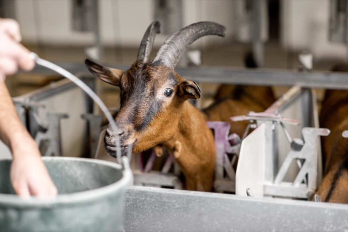 Goat-keeping equipment