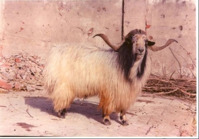 Chegu Goats