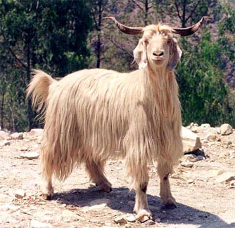 Gaddi Goats