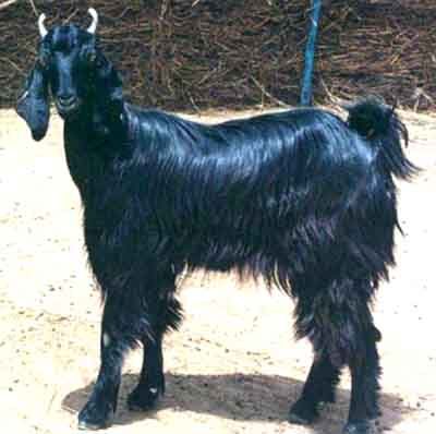 Marwari Goats