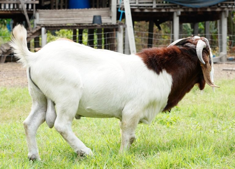 Boer Goat Boer Goat