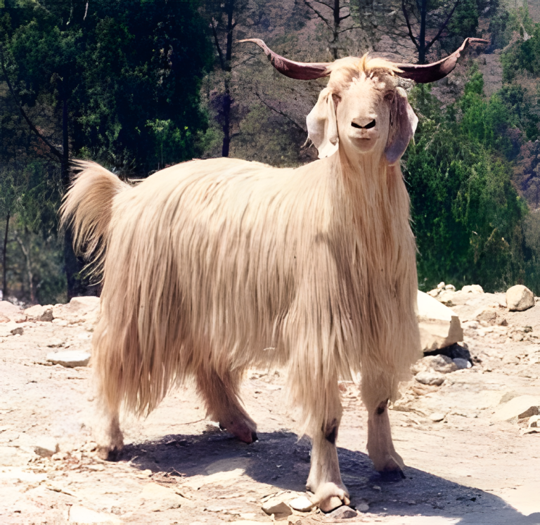 Gaddi Goat Gaddi Goat