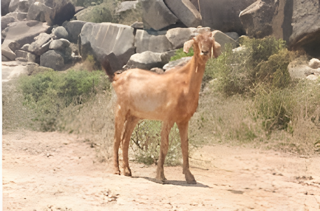 Ganjam Goat