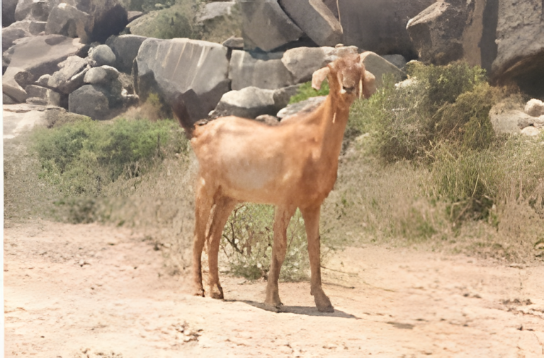 Ganjam Goat Ganjam Goat
