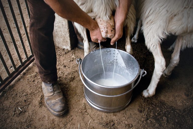 Goat Milk Goat Milk