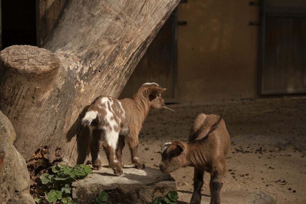 Kidding Management Kidding Management