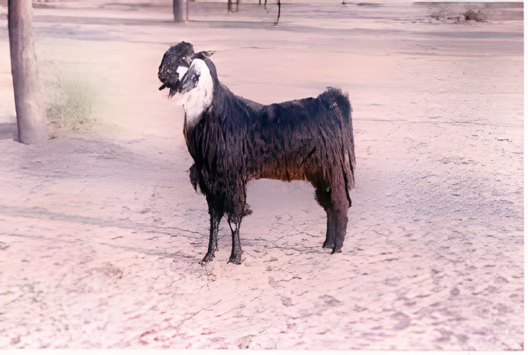 Kutchi Goat