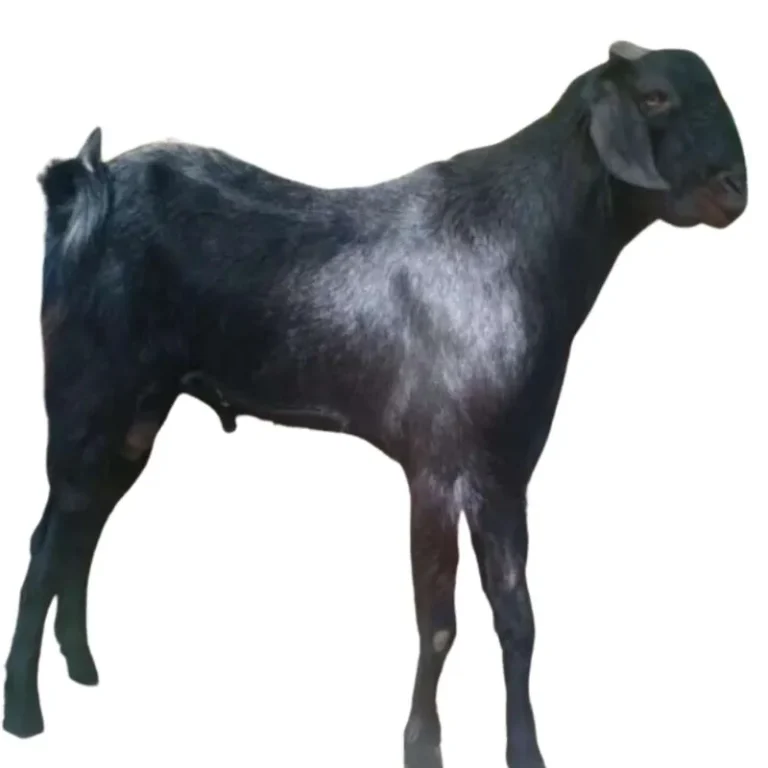 Malabari Goat