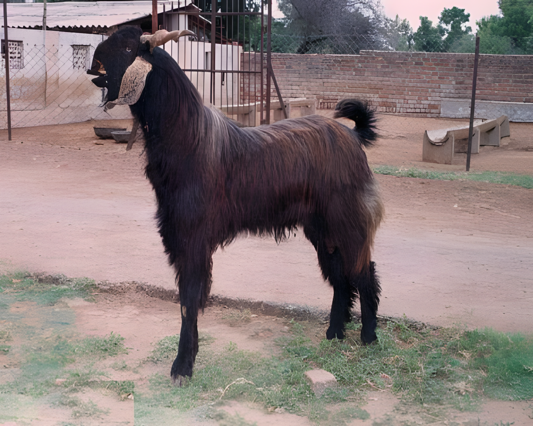 Mehsana Goat