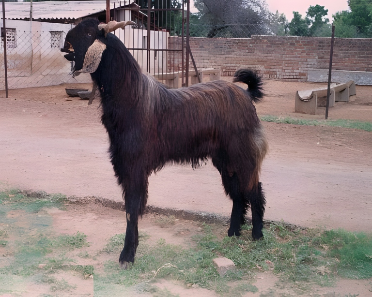Mehsana Goat Mehsana Goat