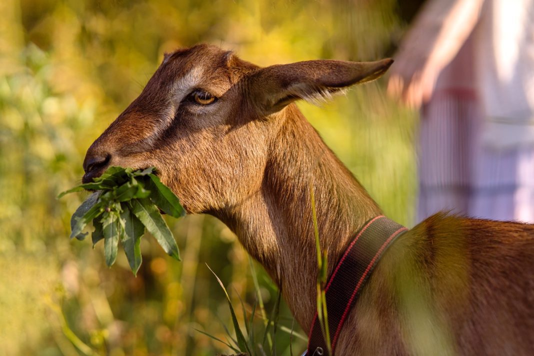 Morning walk with Nubian goat on a serene, eco-friendly pasture Nubian Goat