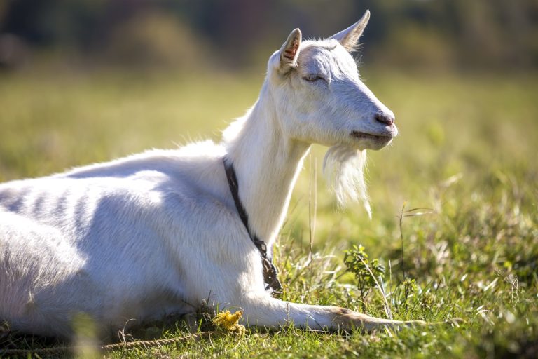 Saanen Goat Saanen Goat