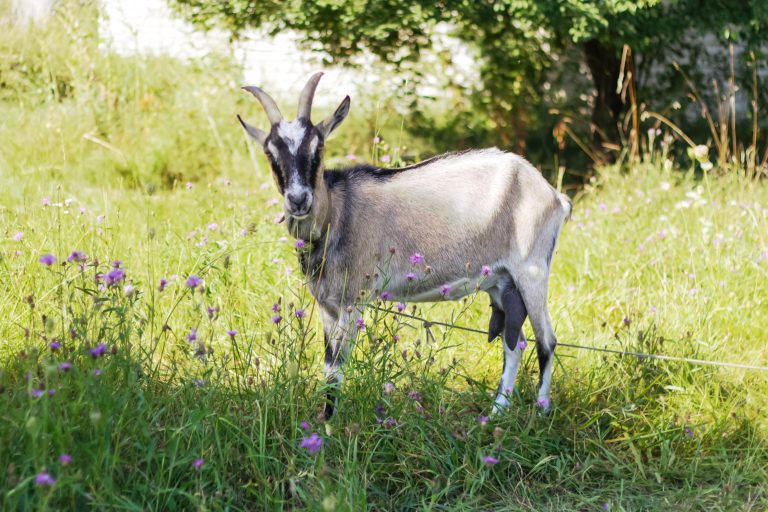 Toggenburg Goat Toggenburg Goat