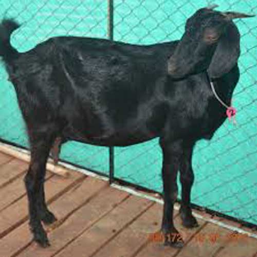 osmanabadi Osmanabadi Goat
