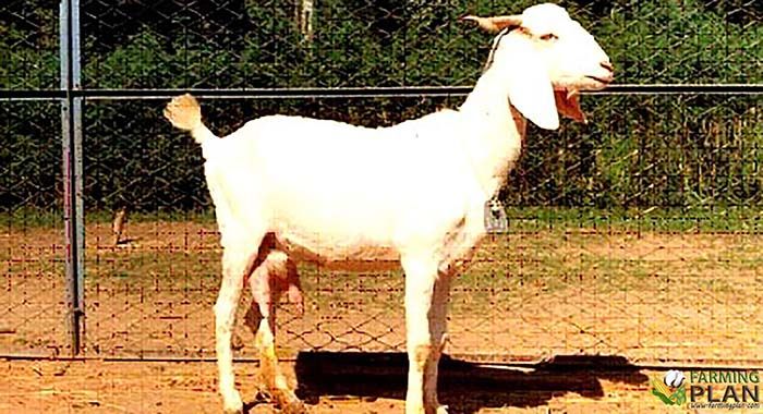 Surti Goat Surti Goat