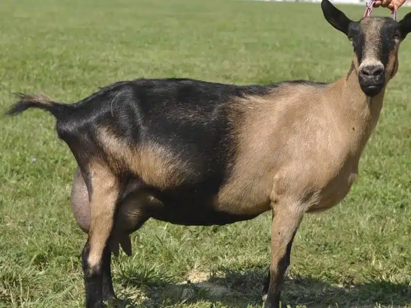 Alpine goat