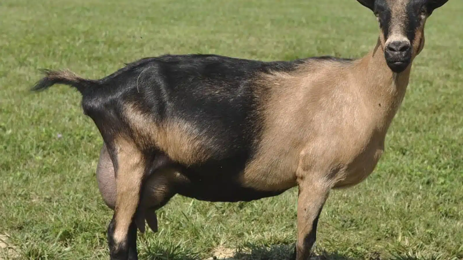 Alpine Goat Breed Guide