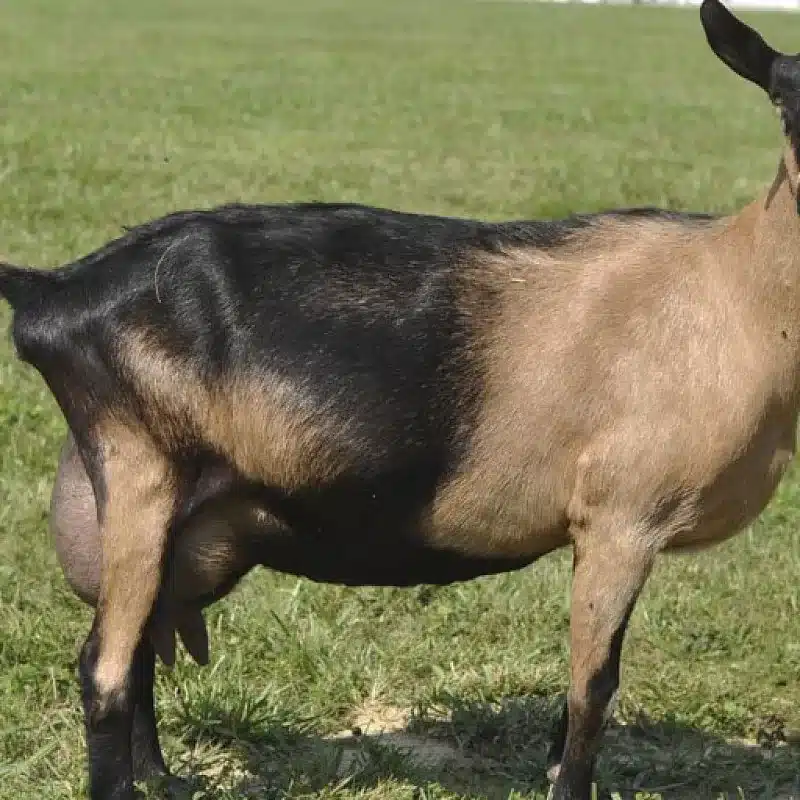Alpine Goat