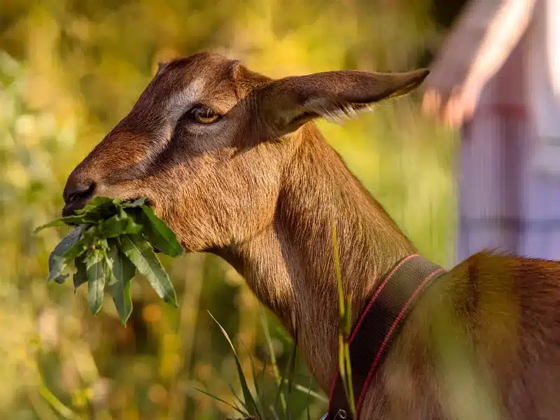 Anglo-Nubian goat