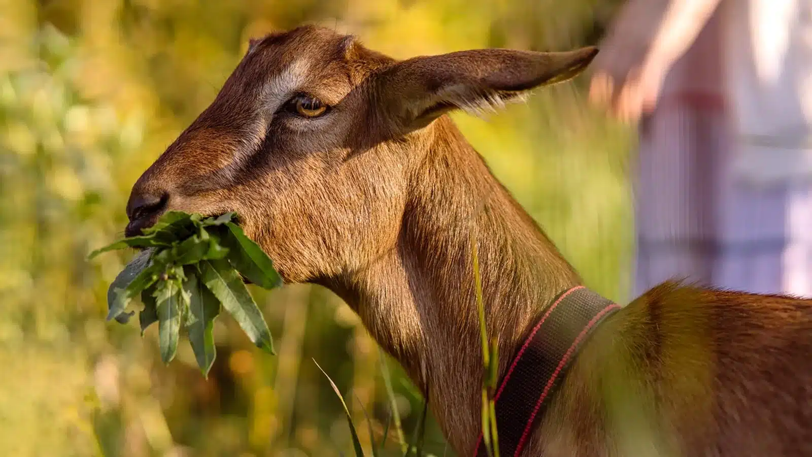 Anglo Nubian goat