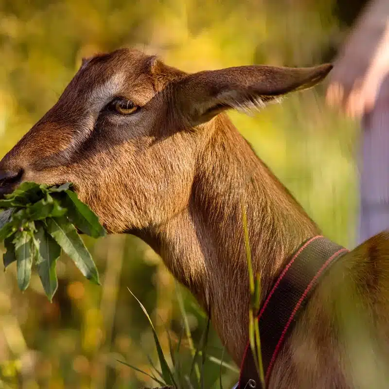Anglo-Nubian Goat