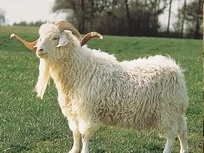 Angora goat