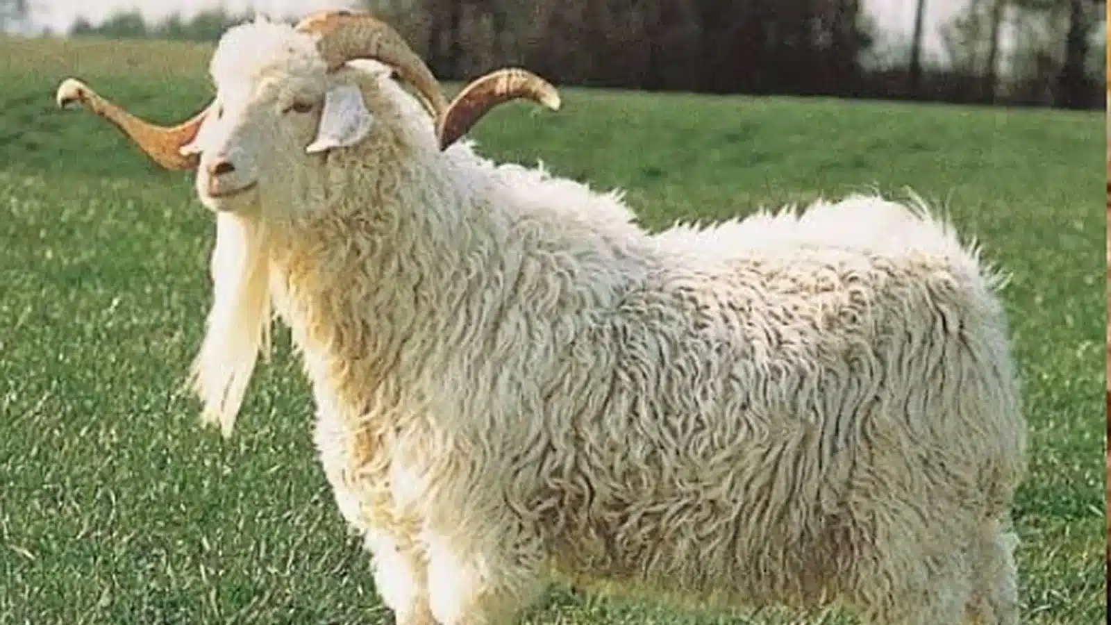 Angora Goat Breed Guide