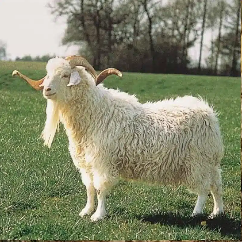 Angora Goat