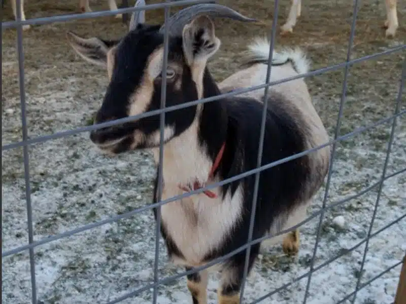 Arapawa goat