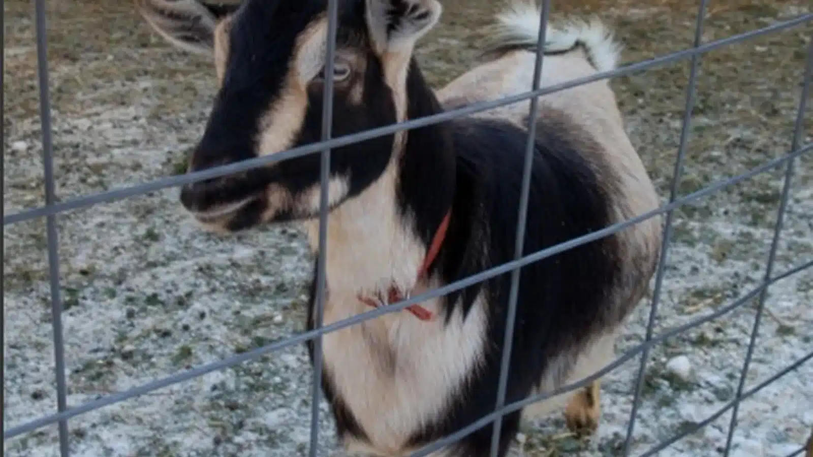 Arapawa Goat Breed Guide
