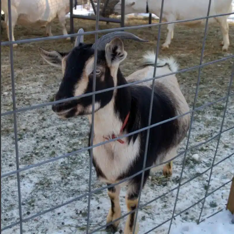 Arapawa Goat