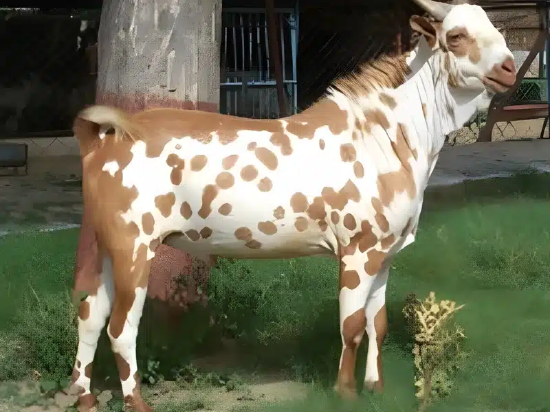 Barbari goat