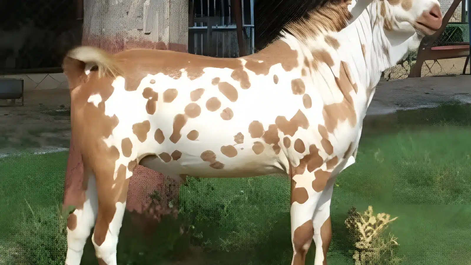 Barbari goat