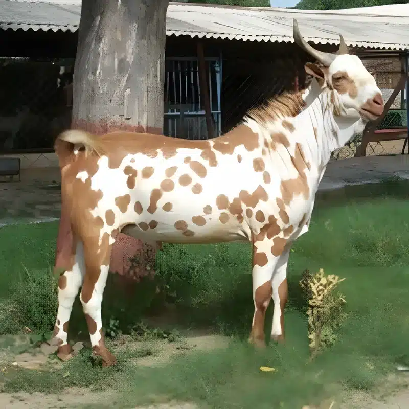 Barbari Goat