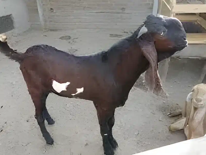 Beetal goat