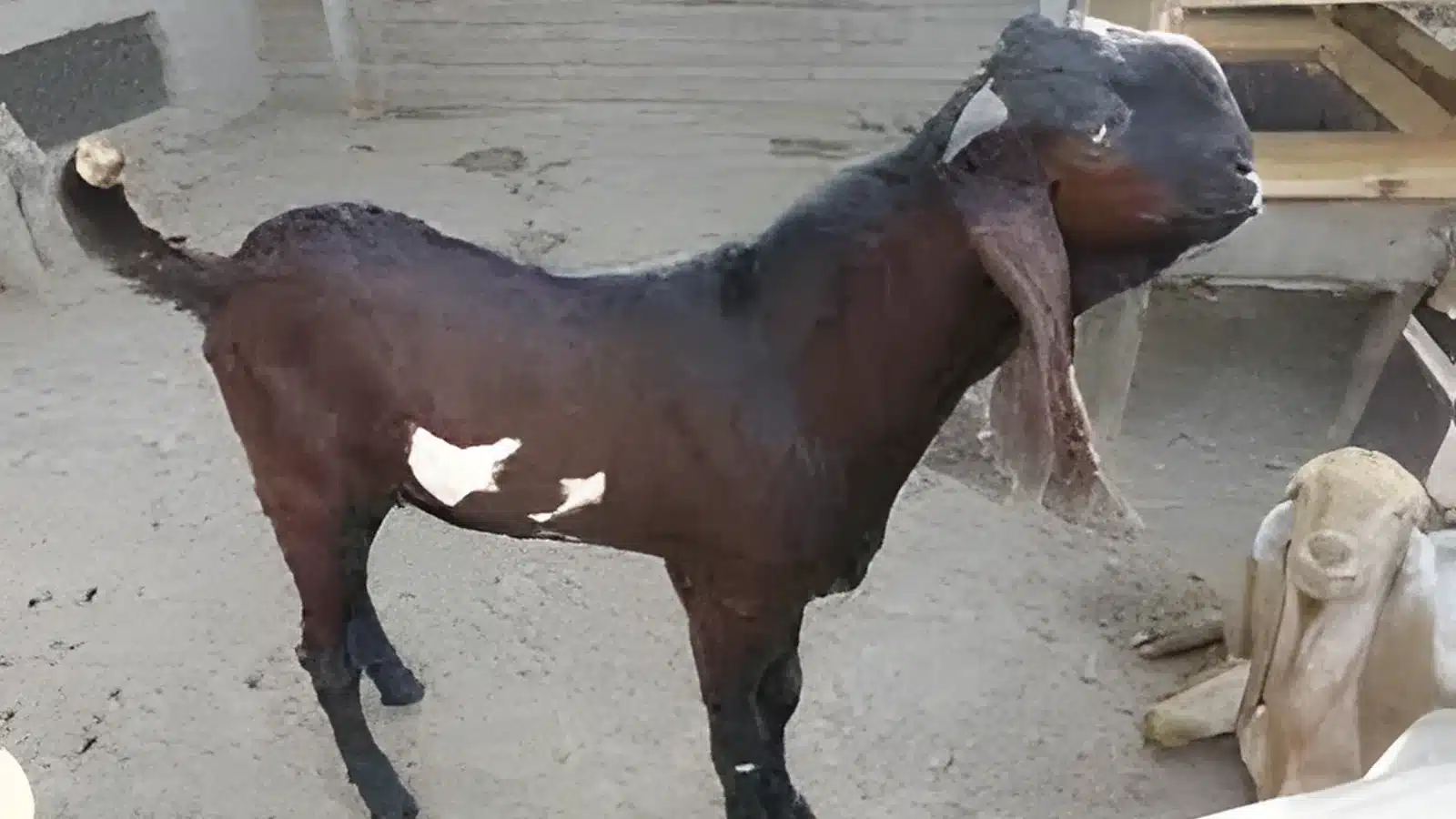 Beetal Goat Breed Guide