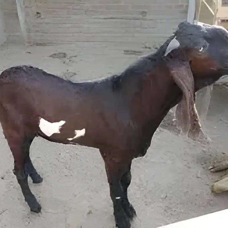 Beetal Goat