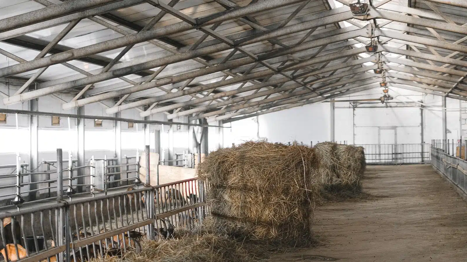 Clean, well-managed goat barn for biosecurity