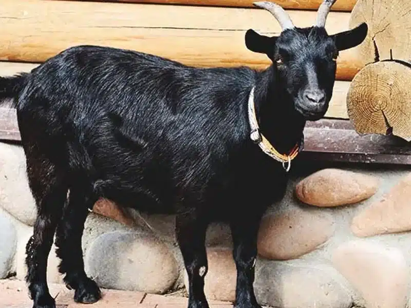 Black Bengal goat