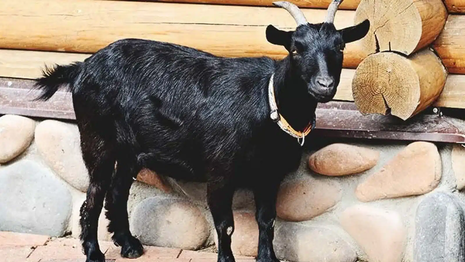 Black Bengal goat
