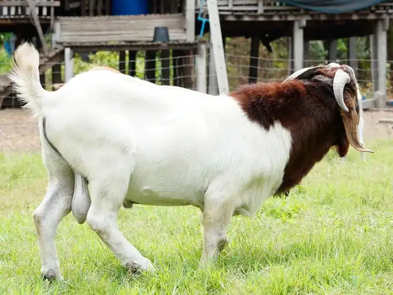Boer goat