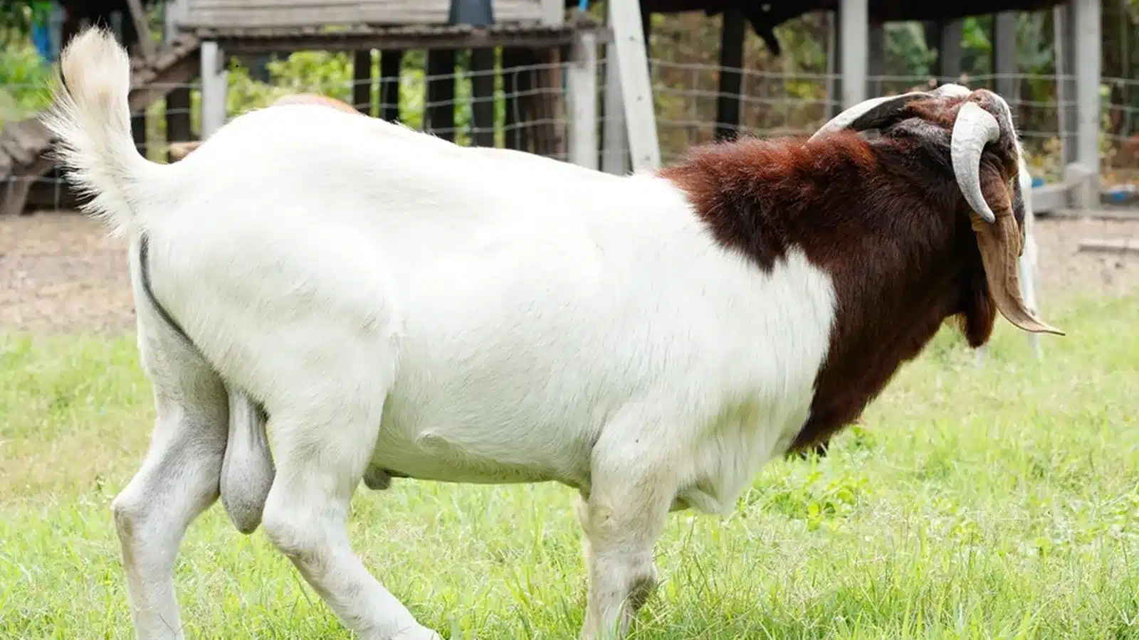 Boer goat