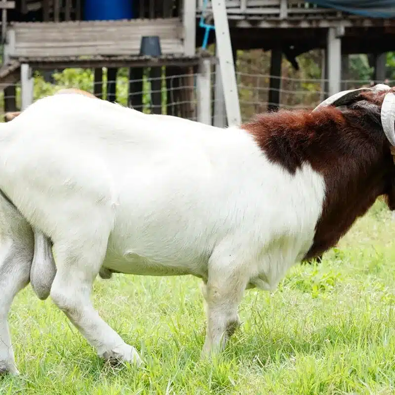 Boer Goat