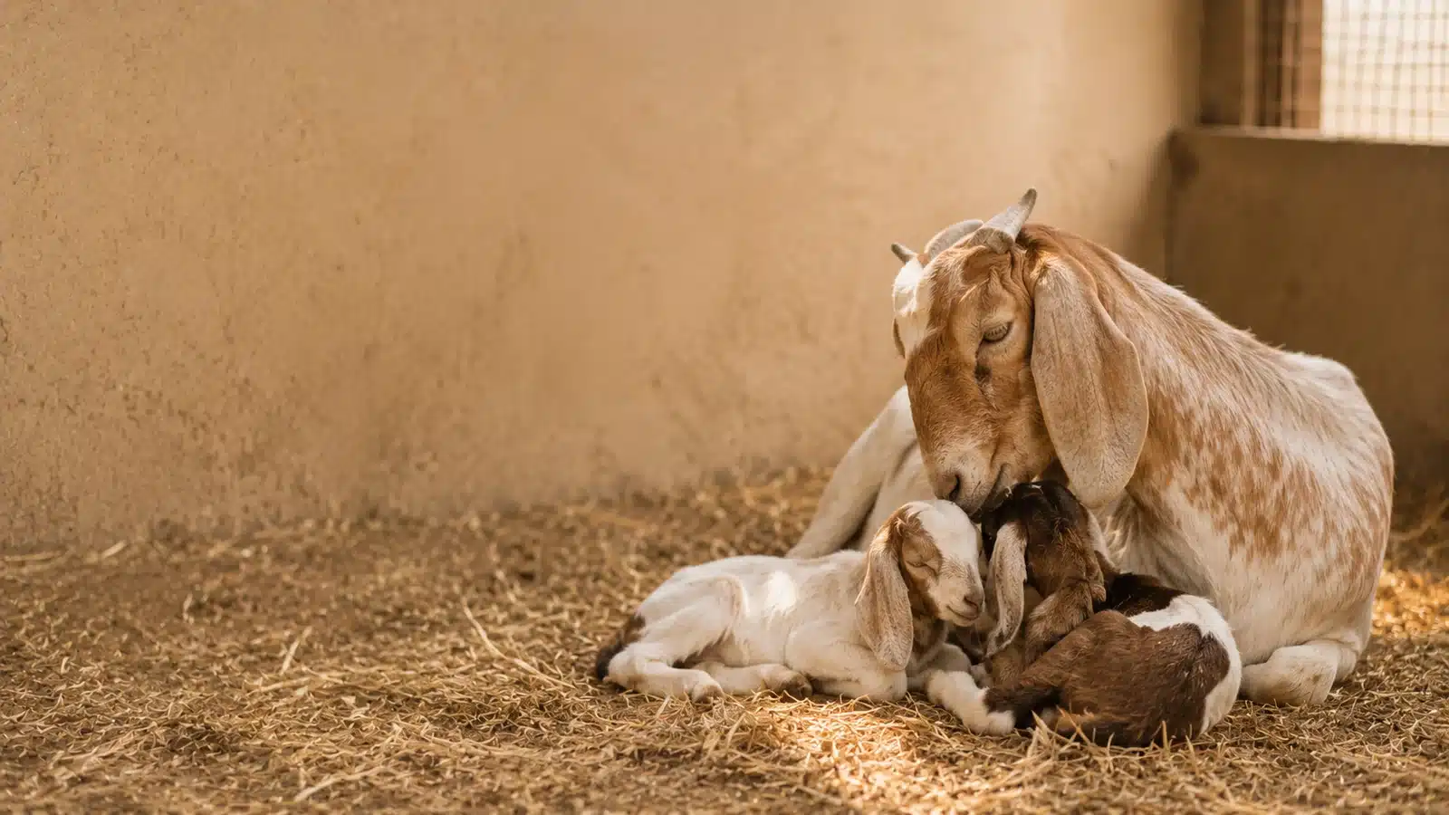 Mother goat with her newborn kids on straw