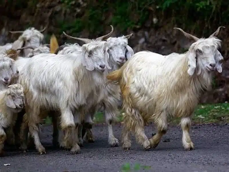 Chamba goat