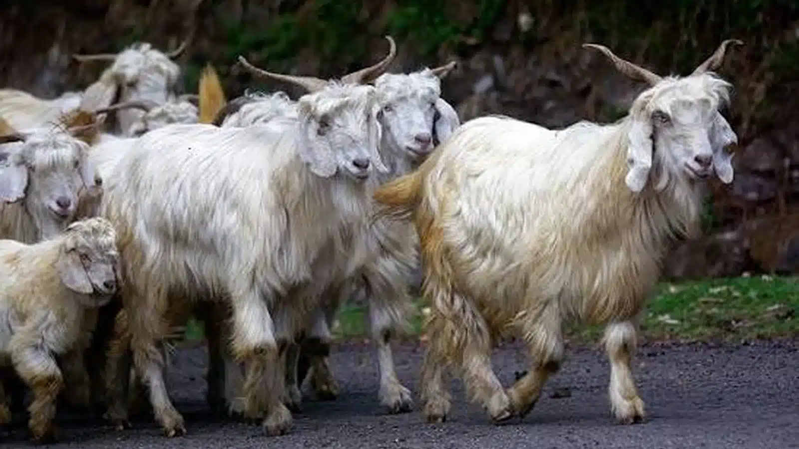 Chamba Goat Breed Guide