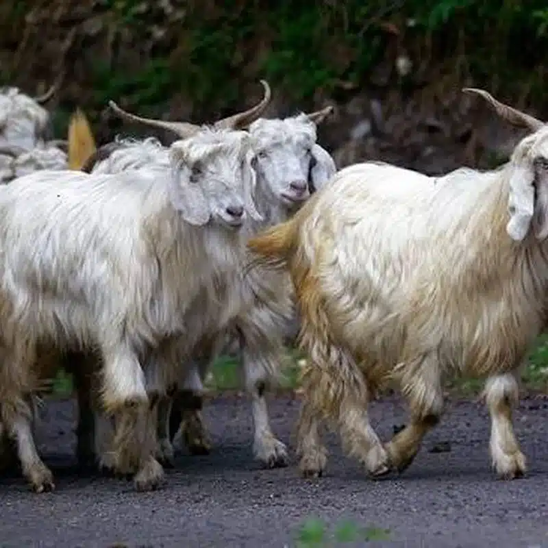 Chamba Goat