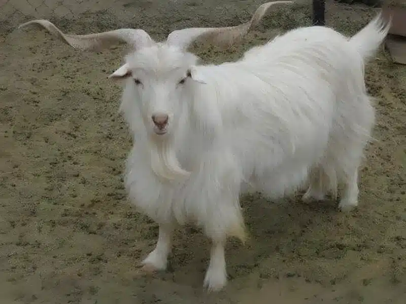Changthangi goat